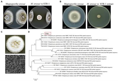 Characterization of a broad-spectrum antifungal strain, Streptomyces graminearus STR-1, against Magnaporthe oryzae